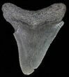 Juvenile Megalodon Tooth #61852-1